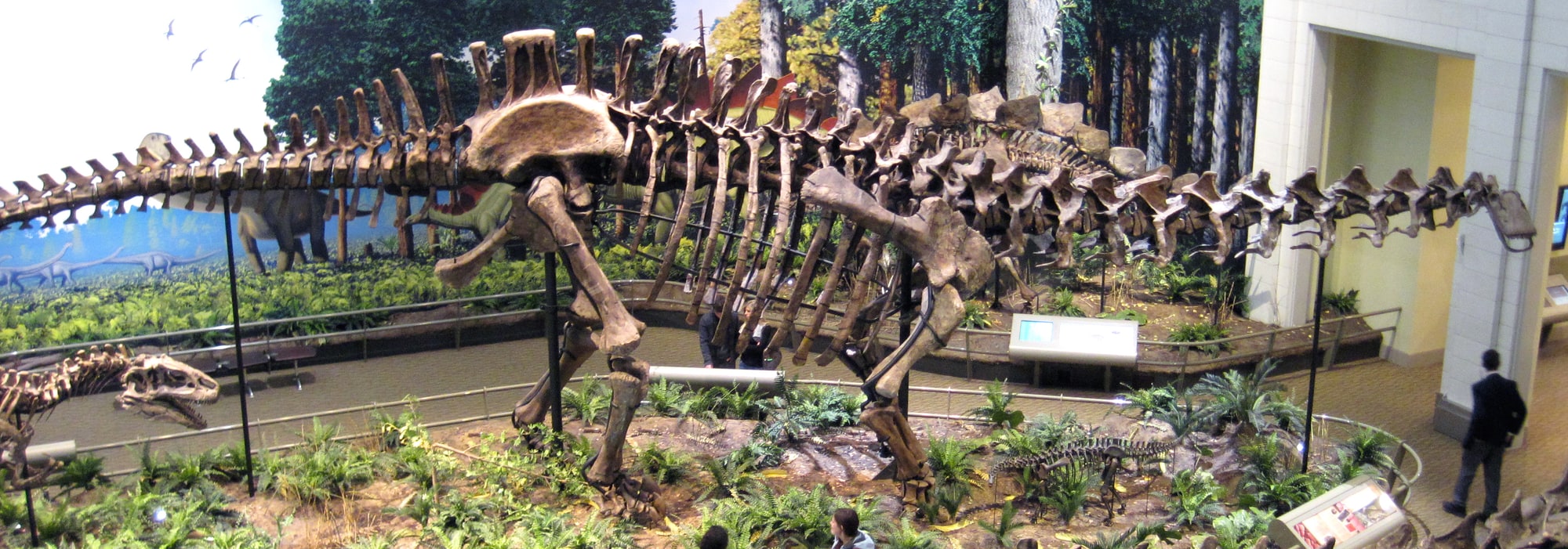 A mounted skeleton of a long-necked, long-tailed sauropod dinosaur filling a museum hall, with a painted forest behind it and a person standing at the right for scale.