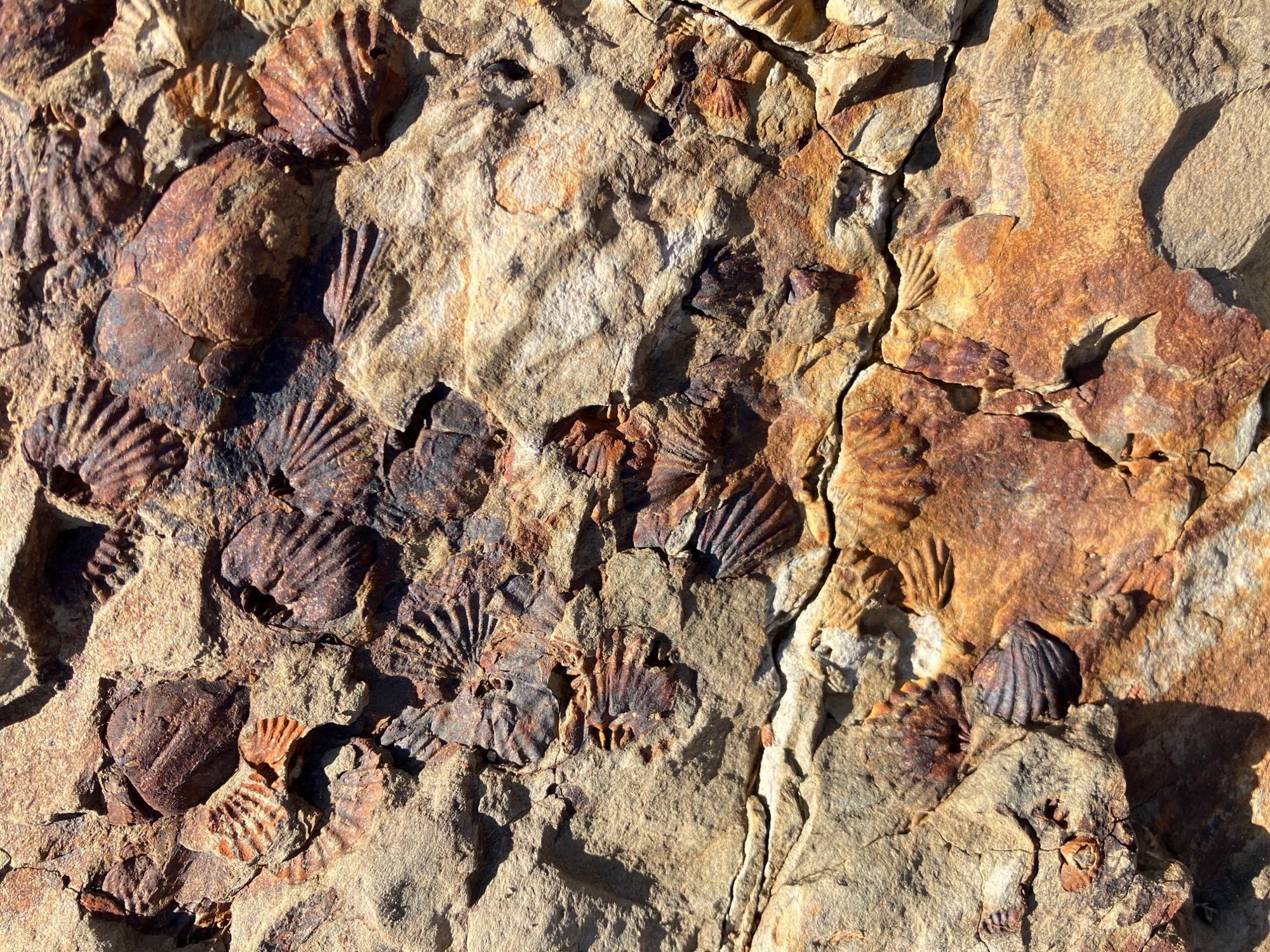 Dozens of small ribbed fossil shells packed into reddish-brown and grey rock, seen close up.