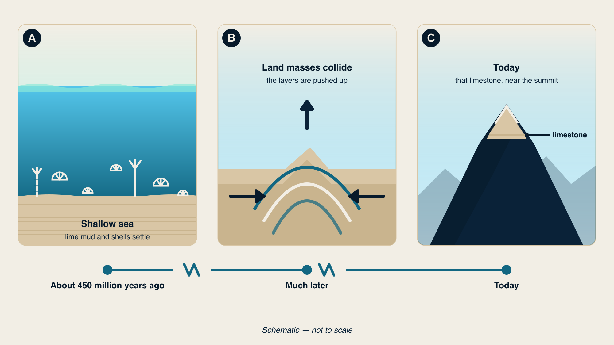 Three-panel schematic: a shallow sea with shells and sea-lily stalks settling on layered lime mud; two land masses meeting with rock layers folding upwards; and a mountain with a limestone band drawn near the top. A broken timeline underneath reads about 450 million years ago, much later, today.