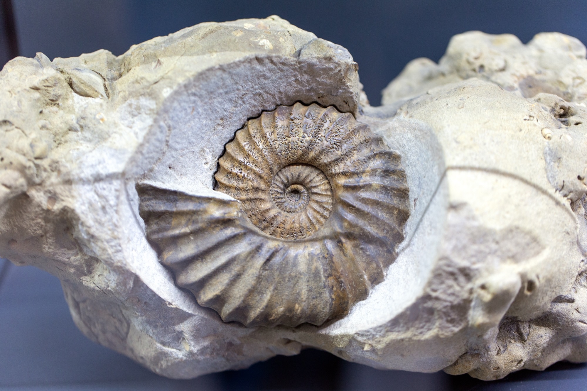 A coiled ammonite fossil exposed in a block of pale limestone, seen close up.