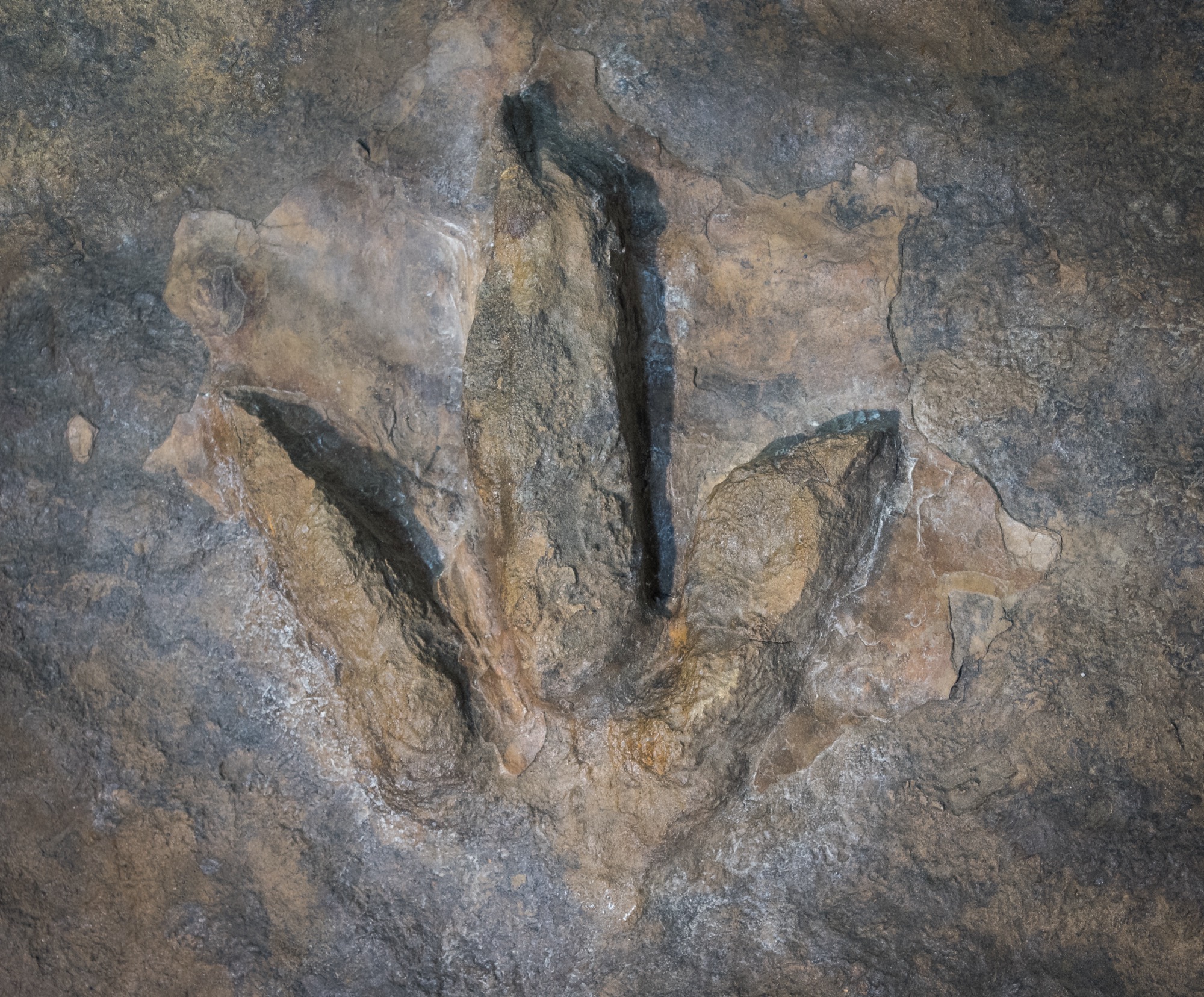 A three-toed dinosaur footprint pressed into a slab of grey-brown rock, seen from above.