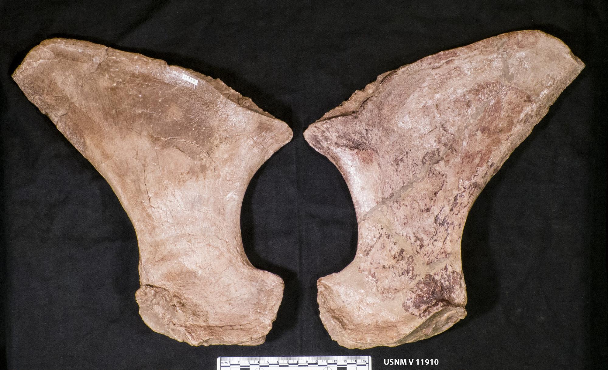Fossil bones of a marine reptile laid out and photographed against a plain background.