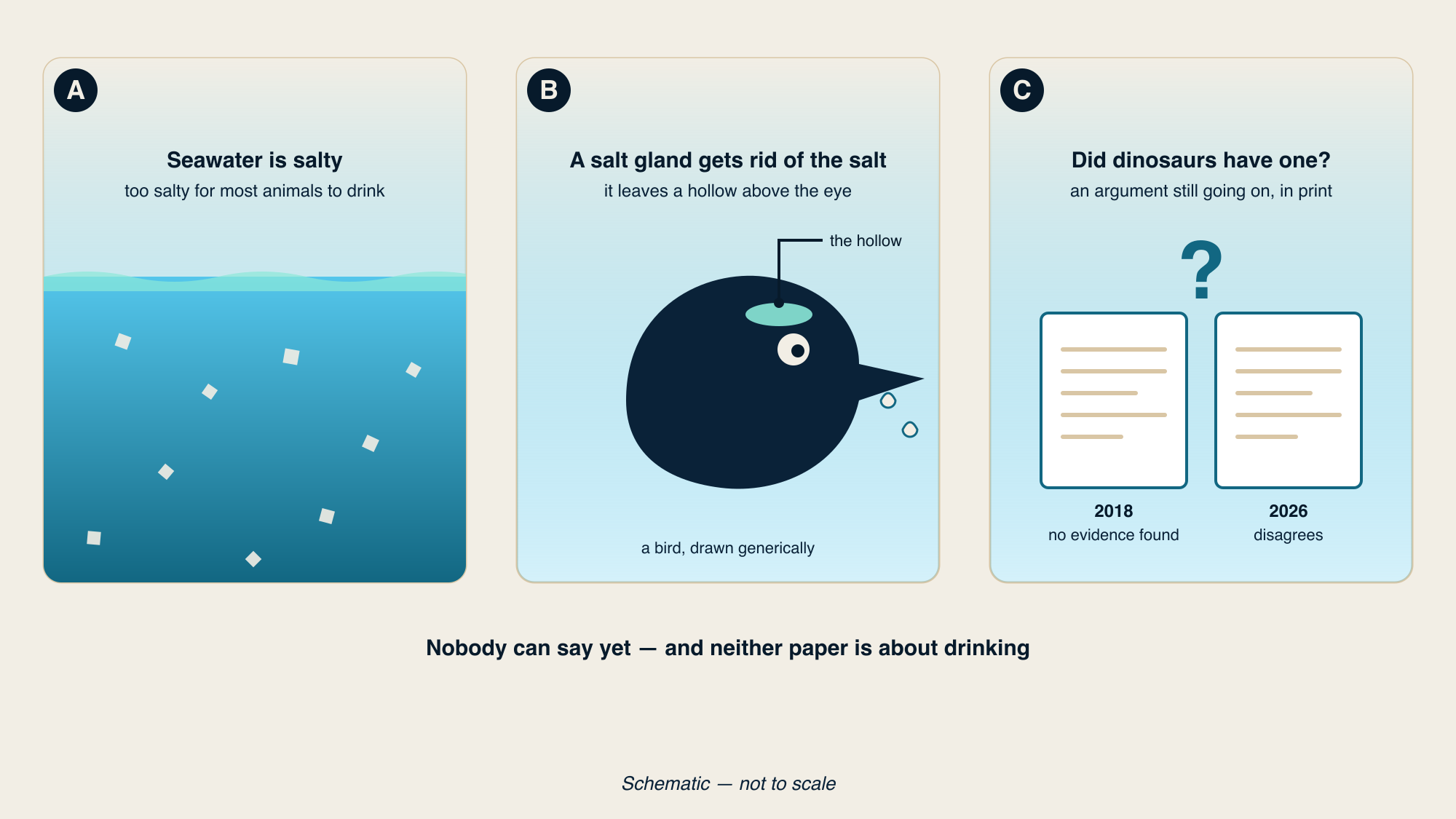 Three-panel schematic: salt crystals in seawater; a bird's head drawn generically with a hollow marked above the eye and drops leaving the beak; two papers under a question mark, labelled 2018 no evidence found and 2026 disagrees.