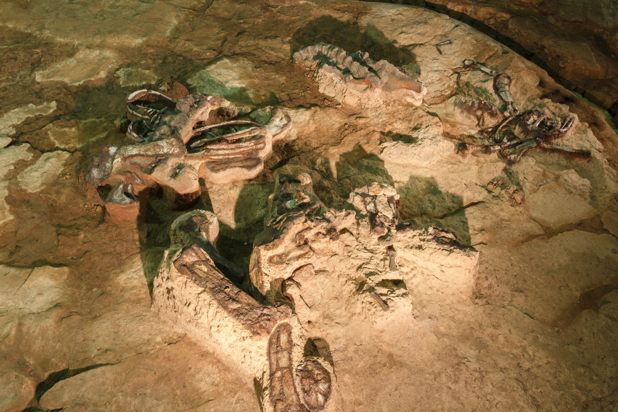 Large fossil bones, including a long neck and ribs, lying half-exposed in pale rock under warm museum light.