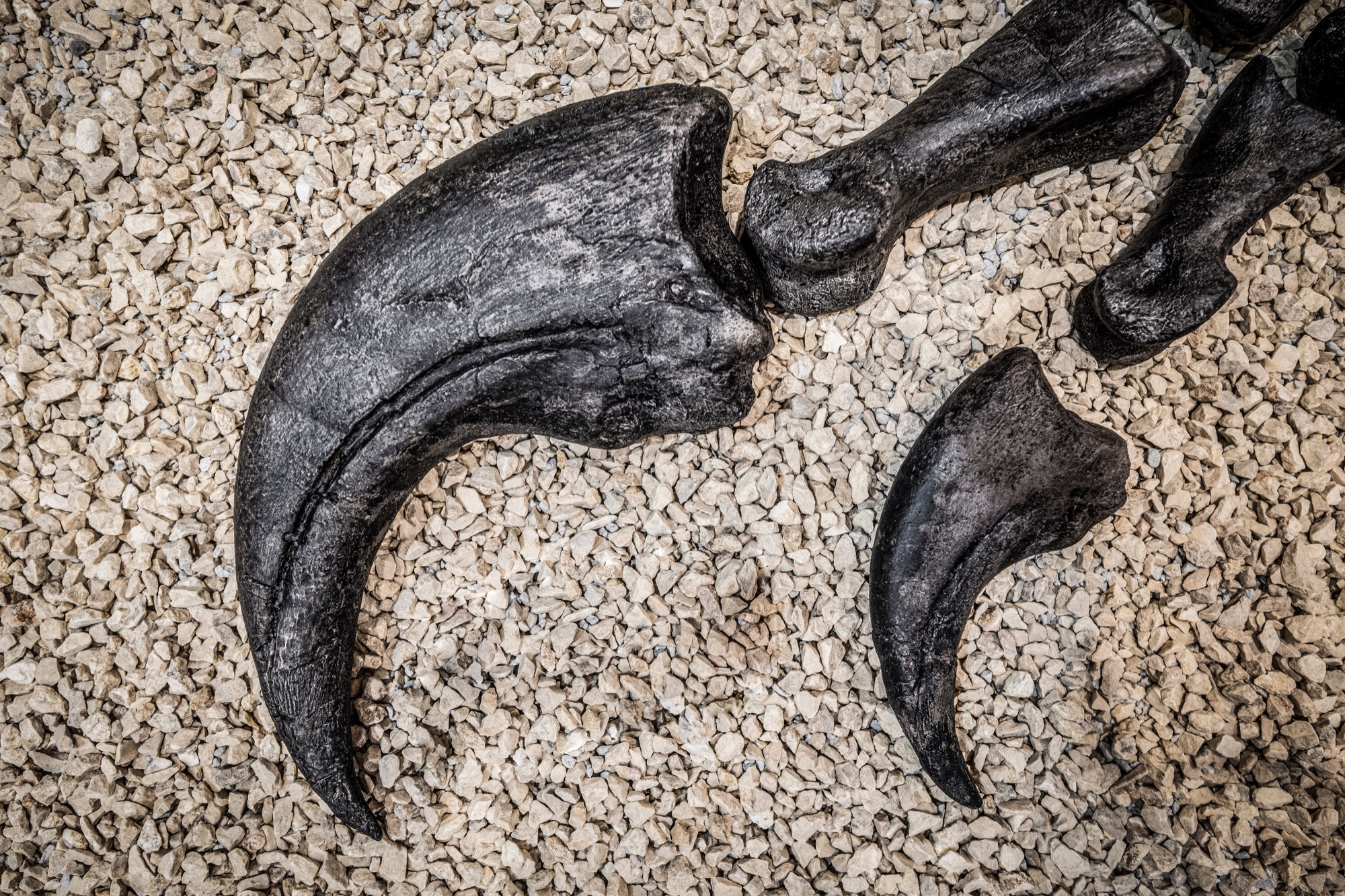 A large, curved black fossil claw with finger bones laid on pale gravel in a museum display.