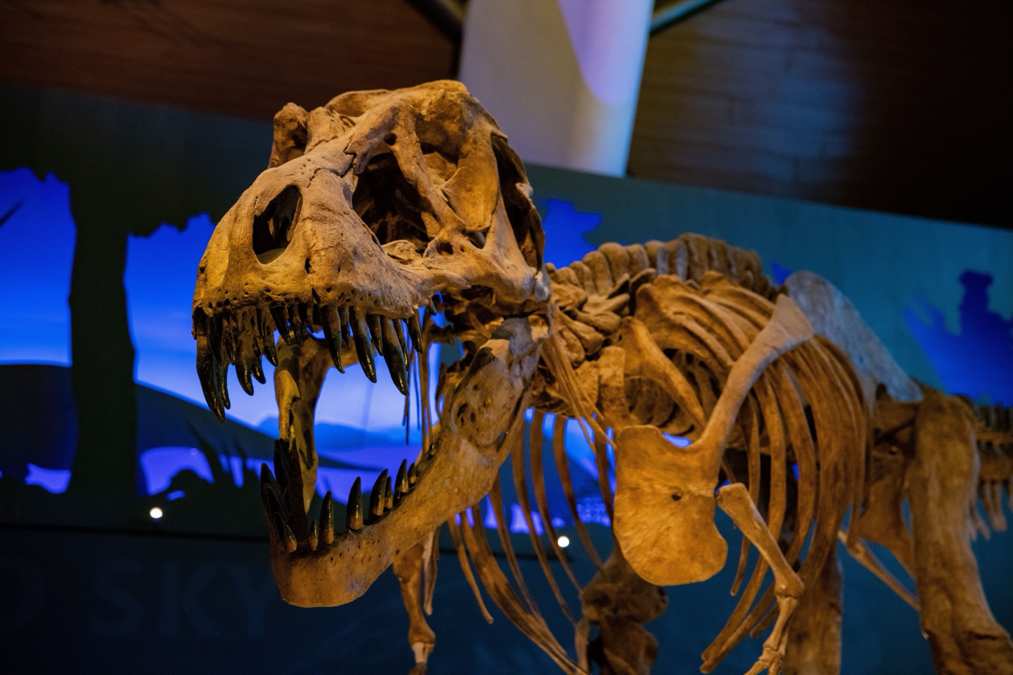 The skull and front of a mounted Tyrannosaurus rex skeleton in a museum hall, jaws open, against a blue-lit wall.