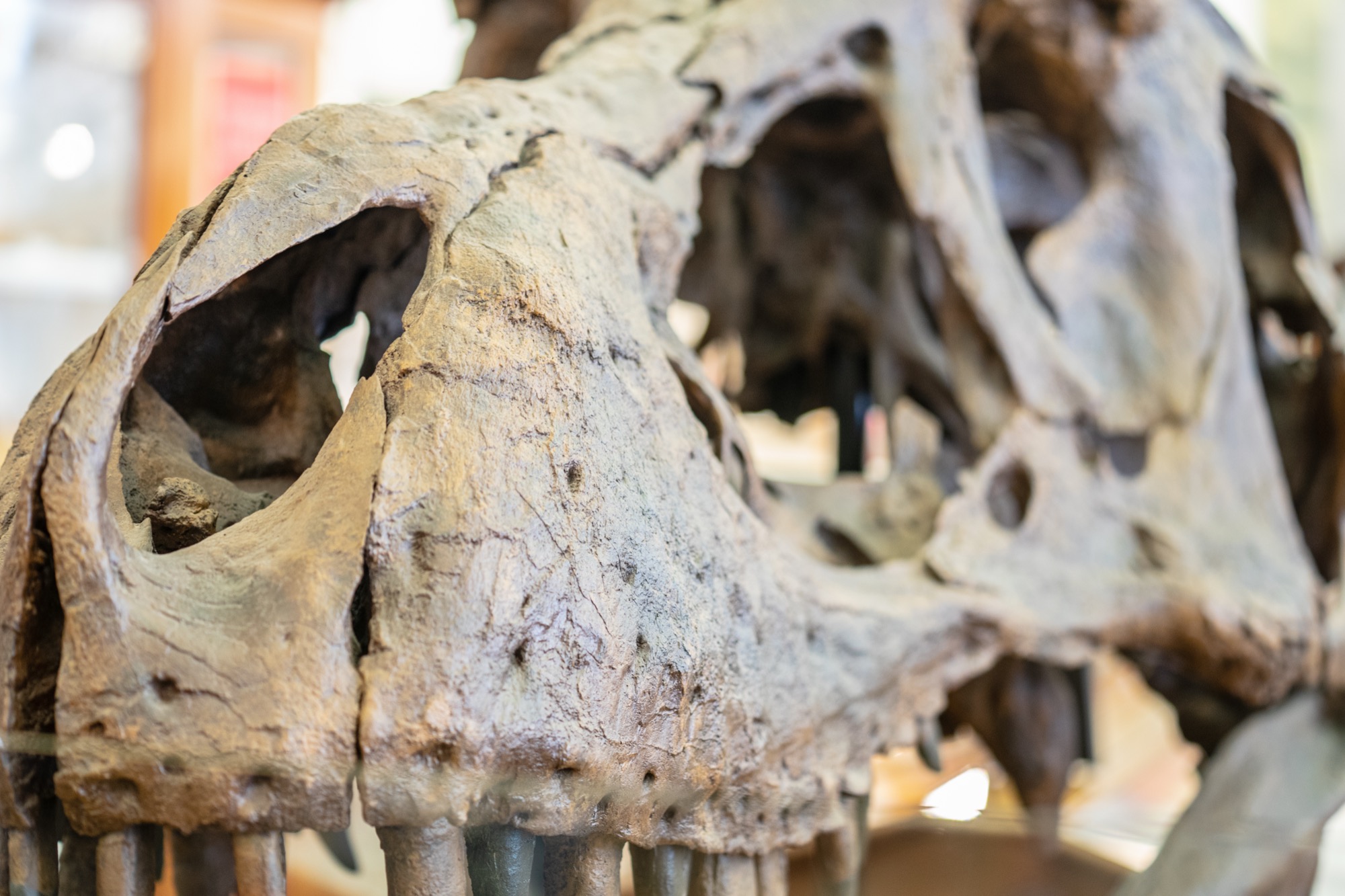 Close-up of a mounted Tyrannosaurus rex skull, showing a large eye opening and a row of teeth along the upper jaw.
